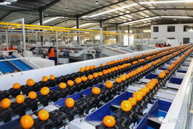 直擊來(lái)賓市大型柑橘全自動(dòng)化分揀現(xiàn)場(chǎng)!這里的水果多數(shù)遠(yuǎn)銷海外!" href="